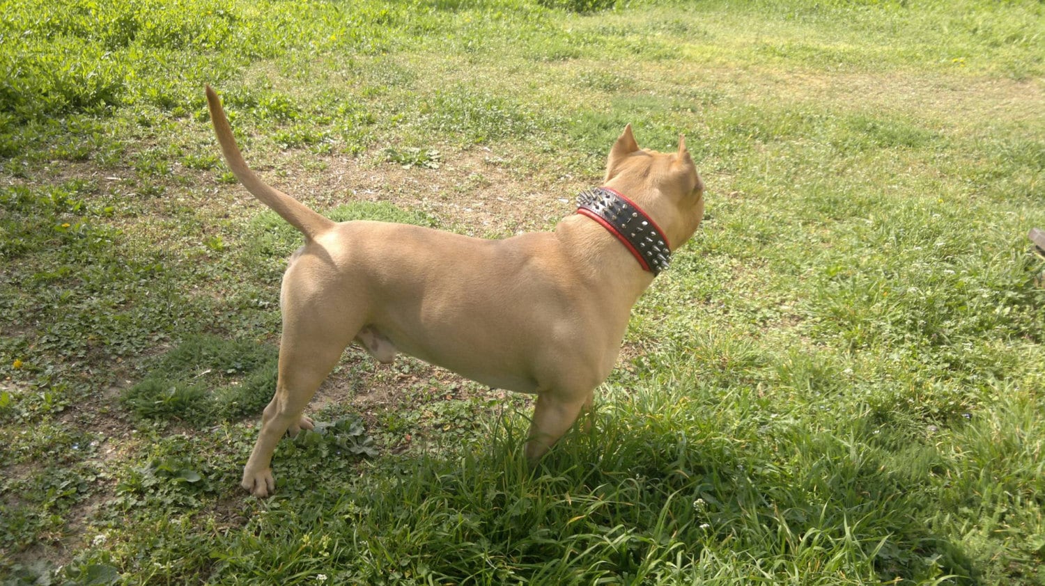Bestia Danger Genuine Leather Dog Collar With Etsy