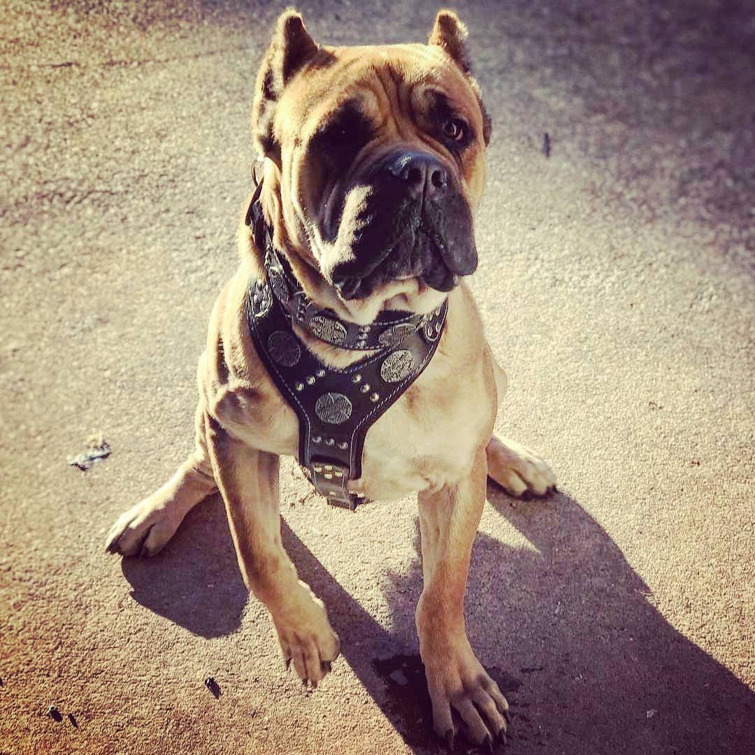 Maximus dog sale collar