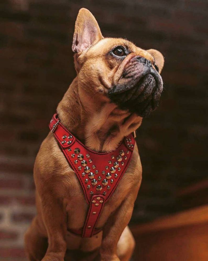Arnés de cuero Bestia Star para bulldogs franceses y perros pequeños. placa acolchada en el pecho diseño y calidad únicos imagen 2