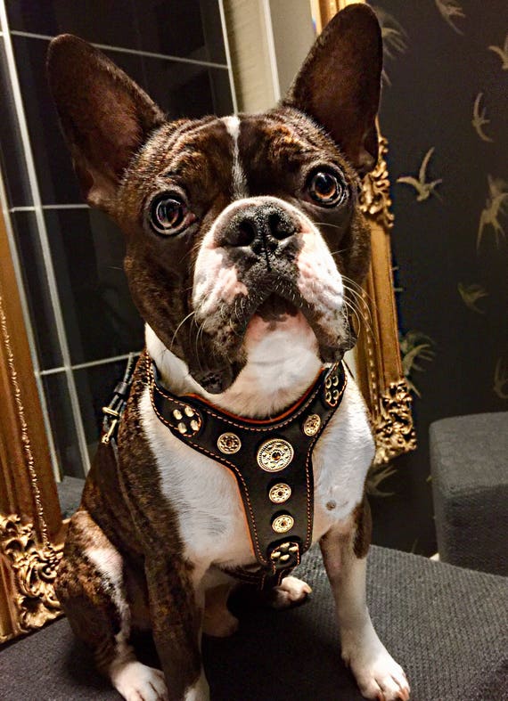reparatie Kan worden berekend Plotselinge afdaling Bestia Bijou Leather Harness for French Bulldogs and Small - Etsy Denmark