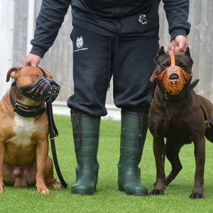 May include: Two brown pit bull dogs wearing leather muzzles, one sitting and one standing, with a person standing between them wearing black pants and green boots.