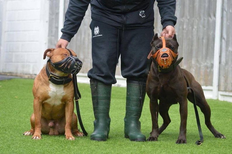 May include: Two brown pit bull dogs wearing leather muzzles, one sitting and one standing, with a person standing between them wearing black pants and green boots.