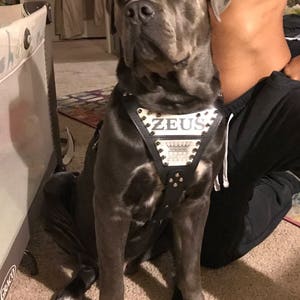 Bestia Maximus Hundehalsband Aus Echtleder – Breites, Gepolstertes Halsband Für Große Hunde, Handgefertigt In Europa