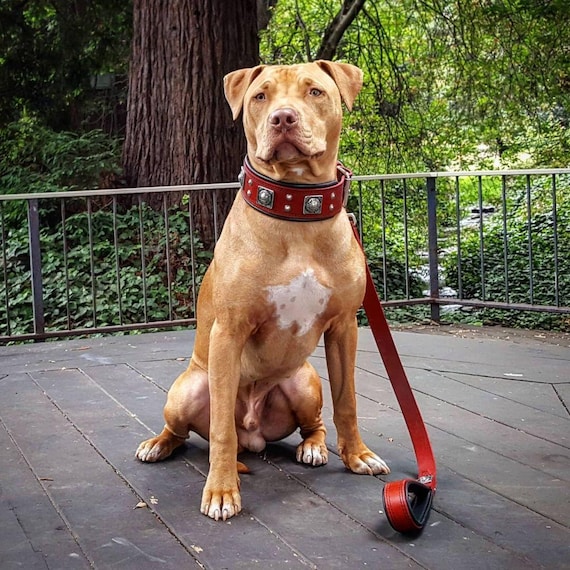 Bestia™ EROS Hundehalsband – 6,3 Cm Breit, Aus 100% Leder, Gepolstert | Für Große Hunderassen