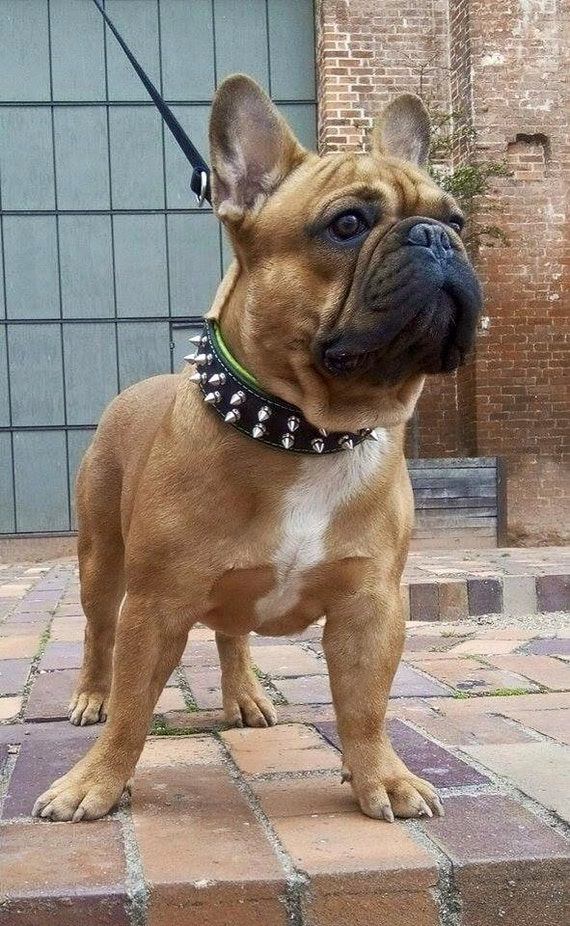 Dog Collar Dogs French Bulldog  Metal Collars French Bulldog