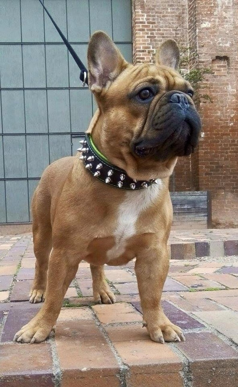 The Original Bestia™ frenchie Collar. 100 Genuine Etsy