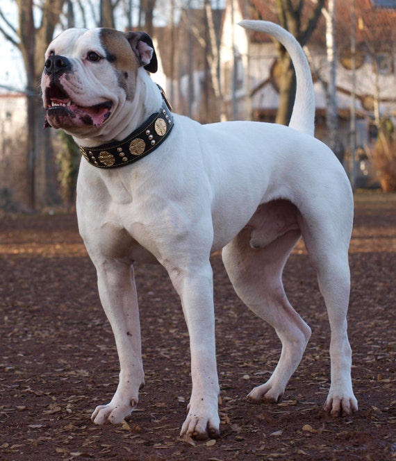 Big dog collars and leashes discount