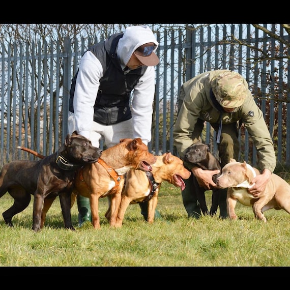 Pocket hotsell bully harness