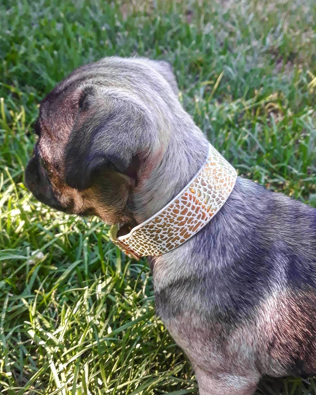 Bestia™ "Balthazar" Puppy Genuine Leather Dog Collar. Unique Design.handmade Quality