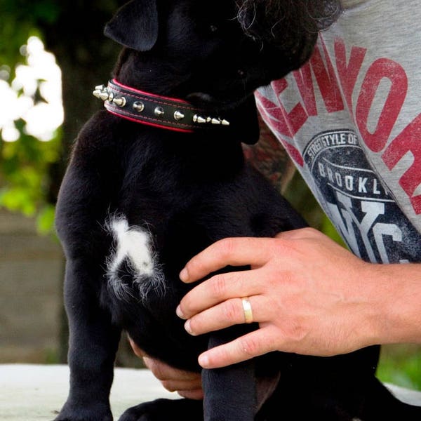 Bestia™ "Spiky" puppy dog collar. 100% genuine leather. Soft padded. very soft. Puppies and small breeds. Dull spikes. Frenchie. Hand made!