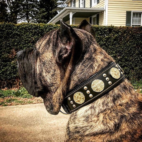 Bestia maximus Genuine Leather Dog Collar for Large Dog Breeds. 2.5 Inch Wide. Soft Padded. Brass Rivets. Hand Made in Europe Etsy Singapore