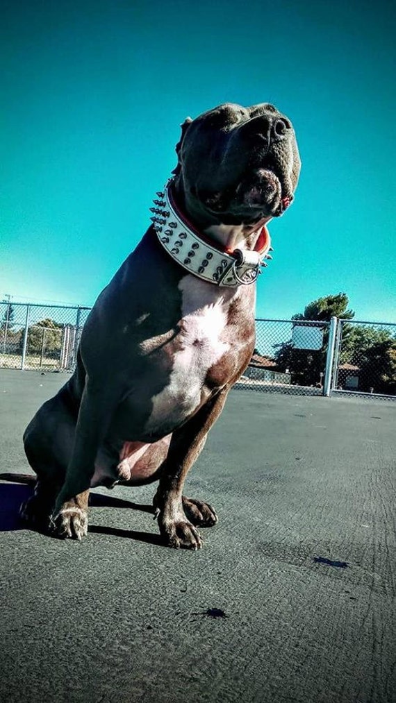 BESTIA EROS Hundehalsband, 100% Leder, 6,3 Cm Breit, Gepolstert – Für Große Hunde Wie Rottweiler, Cane Corso