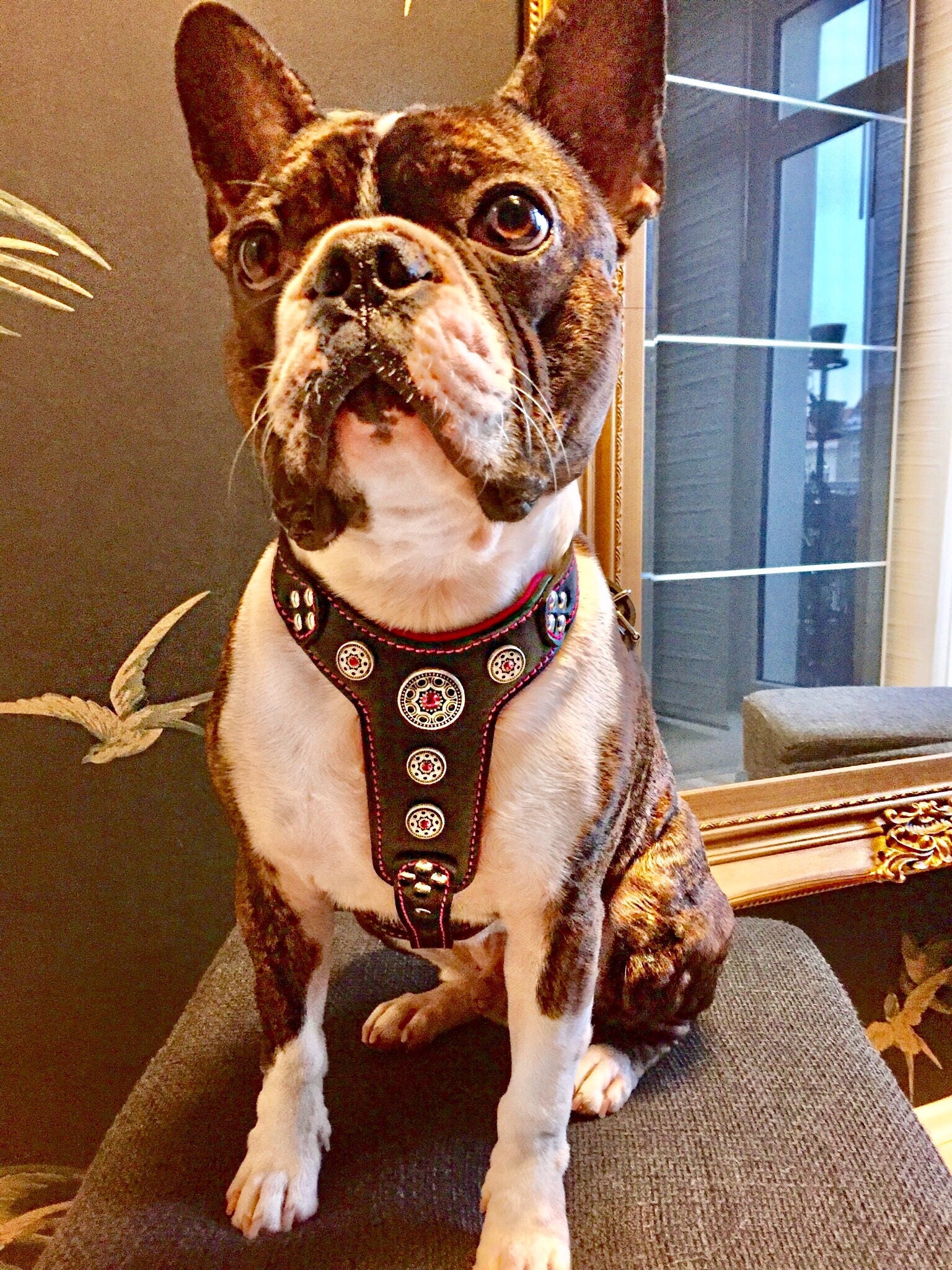 ビジューレザー犬用ハーネス、ラインストーン付きパッド入りチェスト