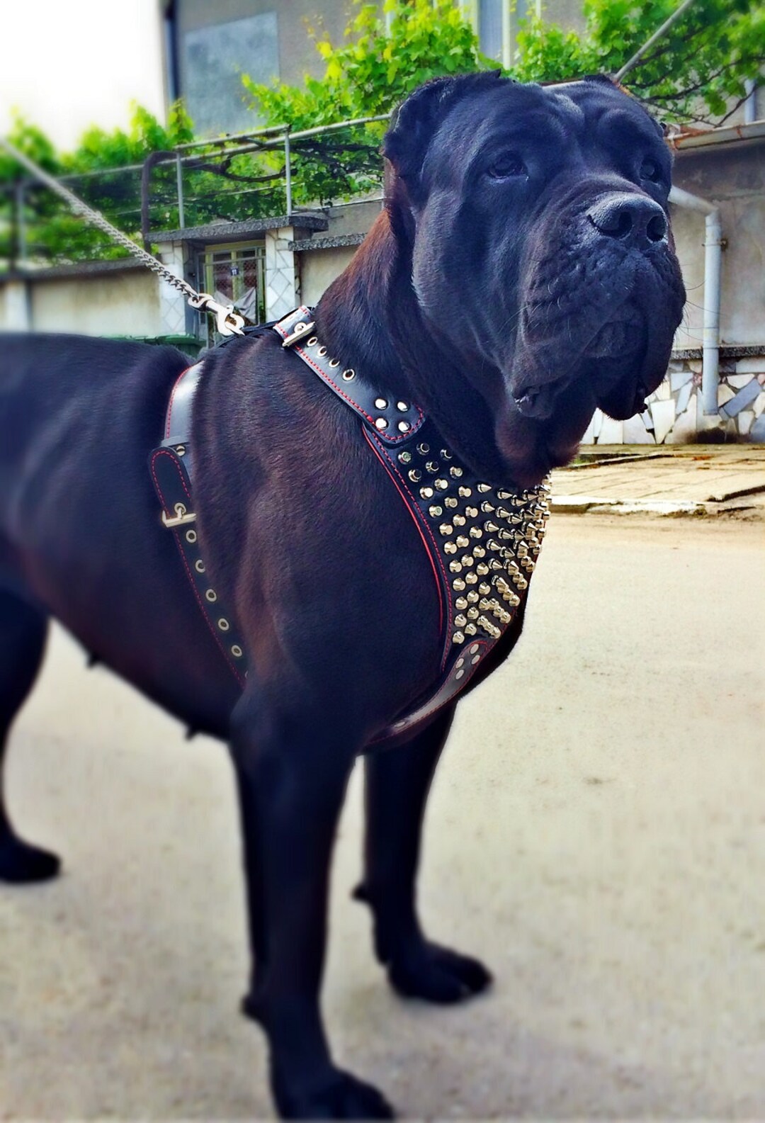 M&D Leather Extra Large Heavy Duty Black Leather Dog Harness With Cane Corso Badge