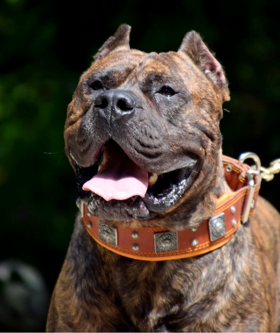 Bestia™ eros Genuine Leather Dog Collar for Large - Etsy Ireland Bestia™ eros Genuine Leather Dog Collar for Large - Etsy Ireland