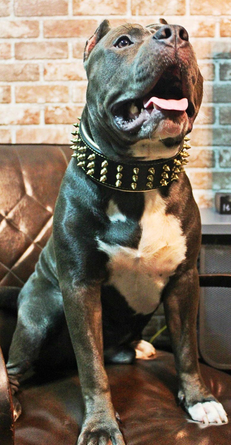 Bestia gold Giant Genuine Leather Dog Collar With Screw Spikes and Soft Leather Cushion. 2.5 Inch Wide. Top Quality Handmade in Europe Etsy UK