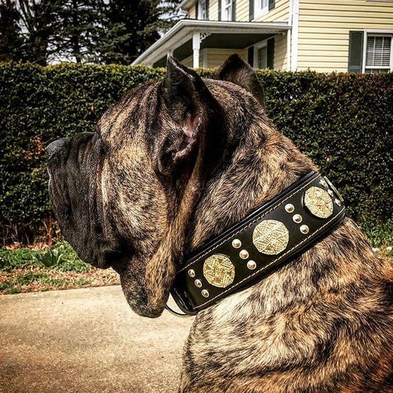 Wide dog best sale collars