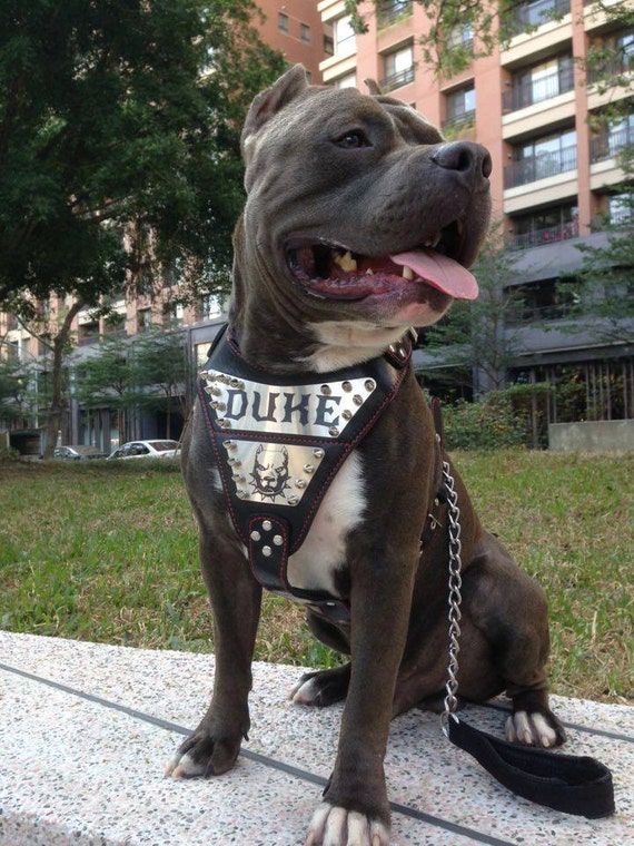 metal dog harness