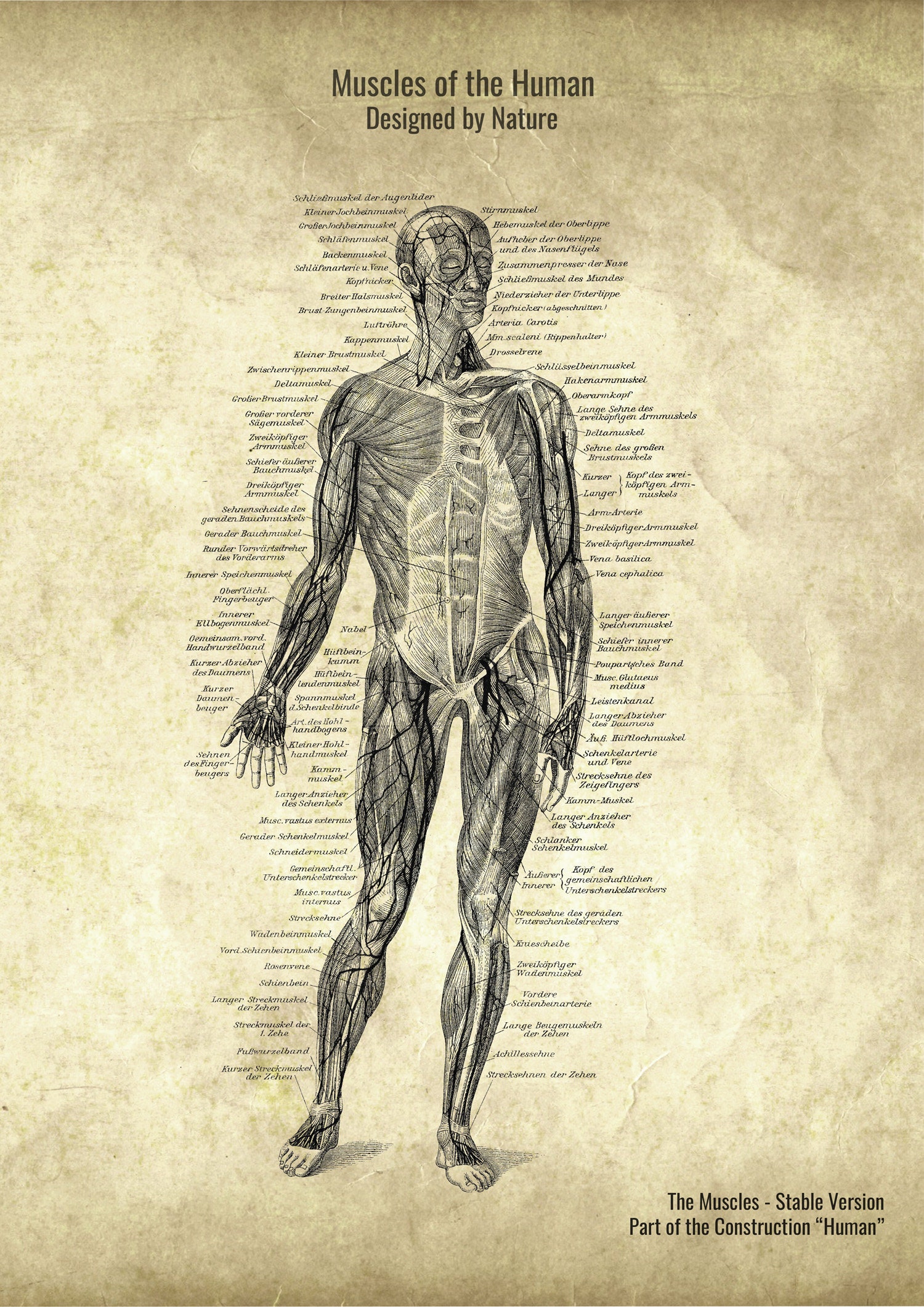 2er Set AnatomiePoster The Muscles Etsy