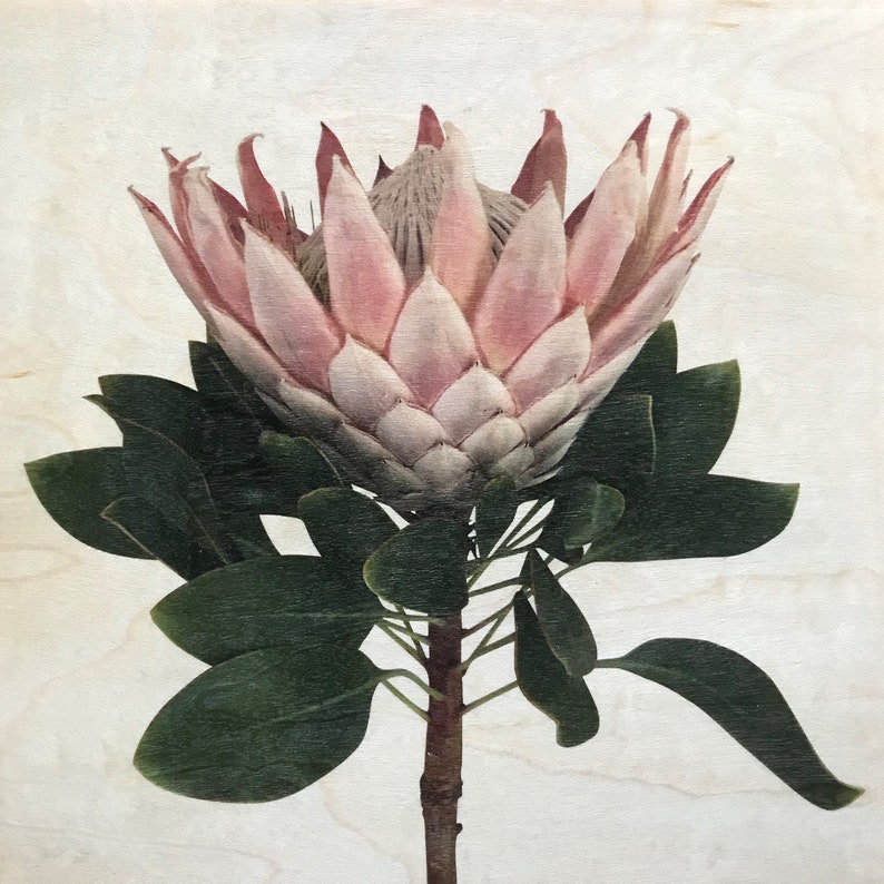 Eco Cards Wood Cards Wooden Cards Pink King Protea Botanical Cards Botanical Cards Protea Botanical print Nature Print Protea Card