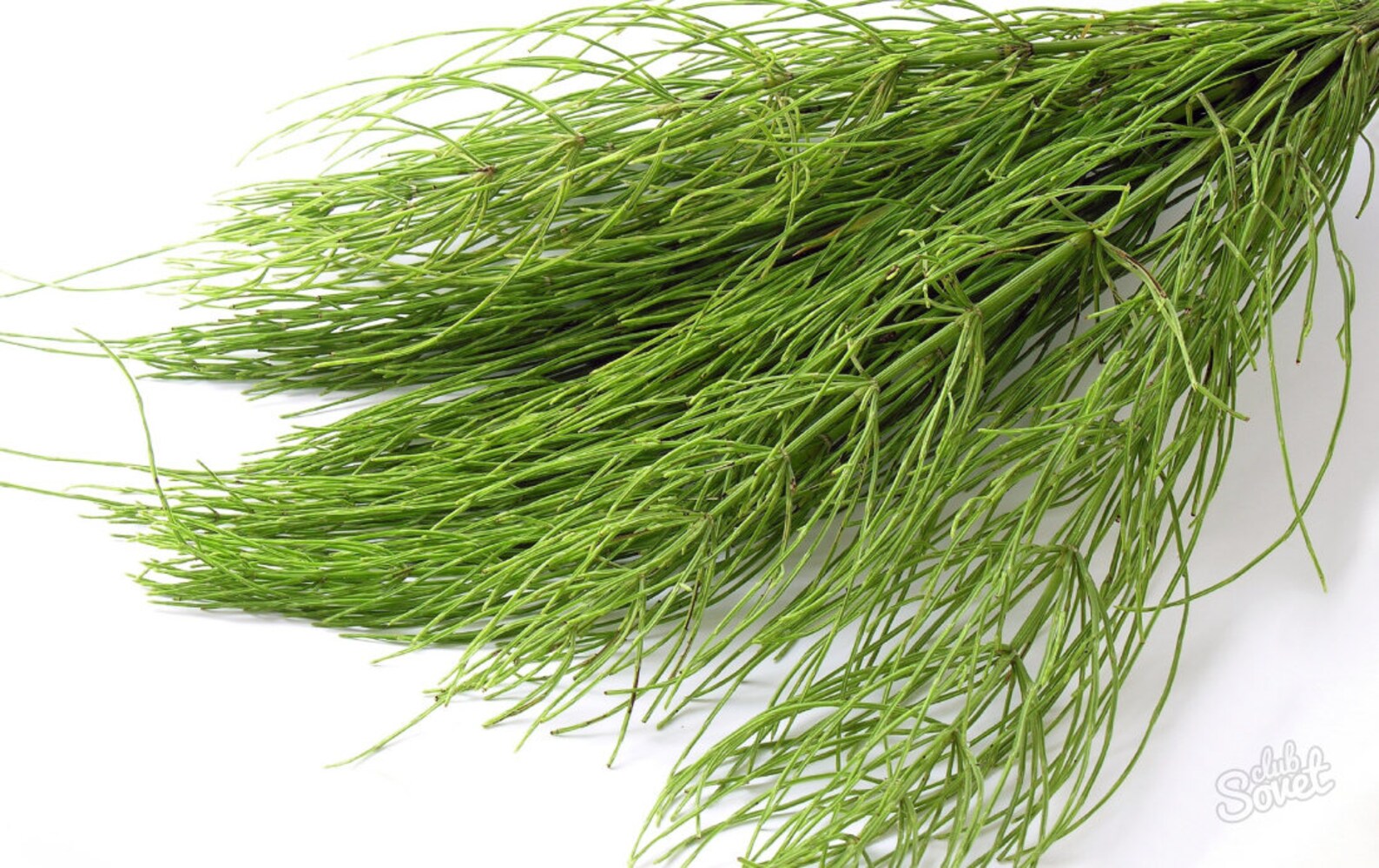 Organic Horsetail Herbal Oil / Apply Directly to Skin or Hair Etsy