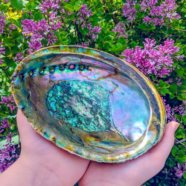 Sale! XL Abalone Shells ~ W/ Optional Wooden Display Stand / Perfect for Smudging, Resin Burning, Jewelry or Crystal Display, and More!