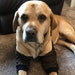 see more listings in the dog elbow protection section