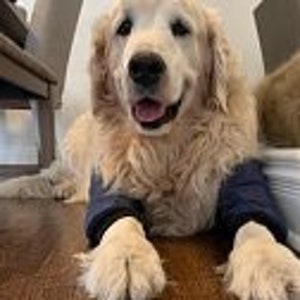 Elleboogbeschermer hond: hygromapad na operatie met traagschuim