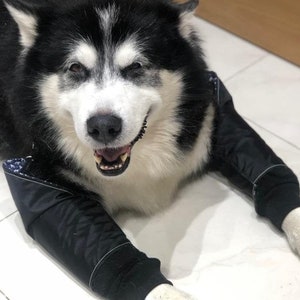 Peut inclure: Un Husky sibérien noir et blanc souriant portant une veste noire avec des manches. Le chien est allongé sur un sol carrelé blanc, regardant directement l'appareil photo. Les manches de la veste couvrent les pattes avant du chien.