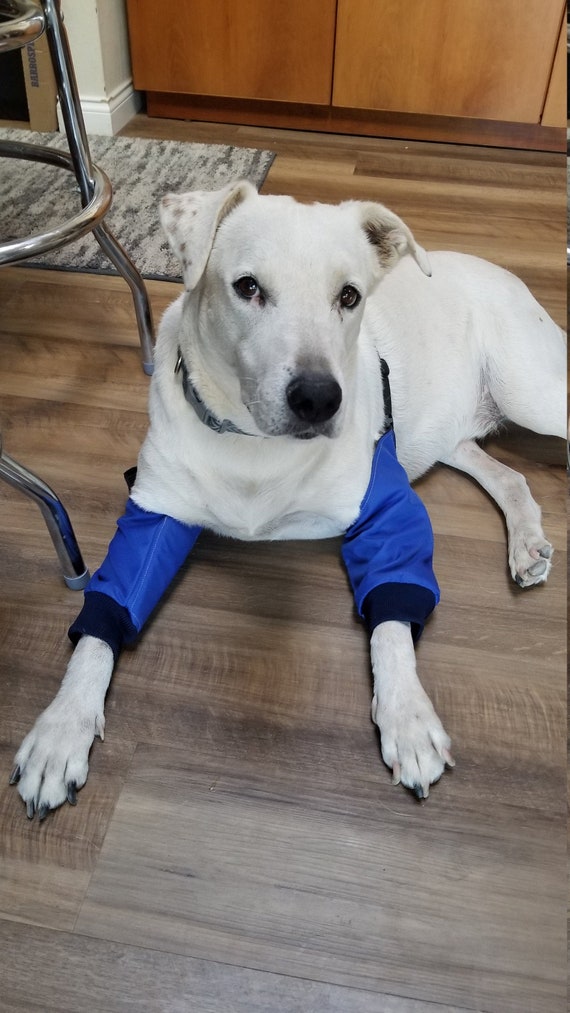 diy dog elbow protector