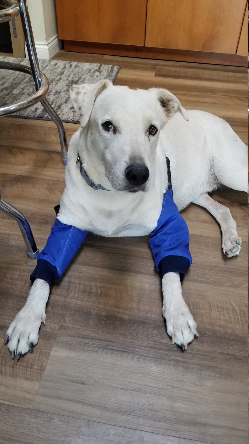 K&ouml;nnte beinhalten: Ein wei&szlig;er Hund tr&auml;gt blaue &Auml;rmel mit dunkelblauen B&uuml;ndchen an den Vorderbeinen. Die &Auml;rmel sind &uuml;ber den oberen Teil der Vorderl&auml;ufe gezogen, weisen eine glatte Stoffstruktur auf und sitzen eng an den Gelenken, w&auml;hrend der Hund ein graues Halsband tr&auml;gt.