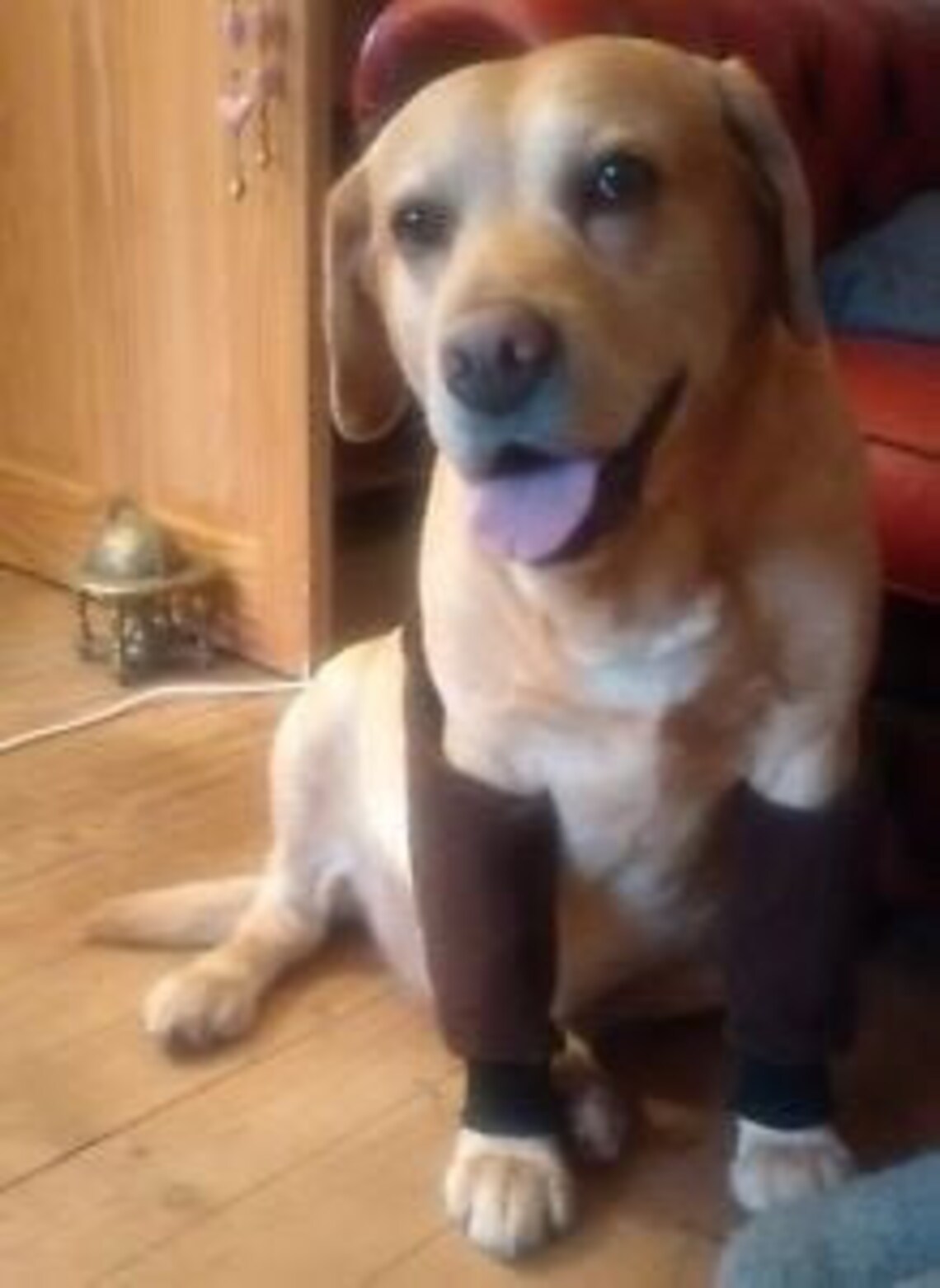 Dog Elbow Protectors Padded Callus Cuff for Pressure Sores Etsy UK