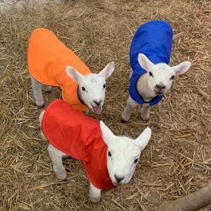 New Born Lamb coat , waterproof , heat lamp alternative, set of 2 or 4, washable,post world wide