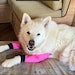 see more listings in the dog elbow protection section