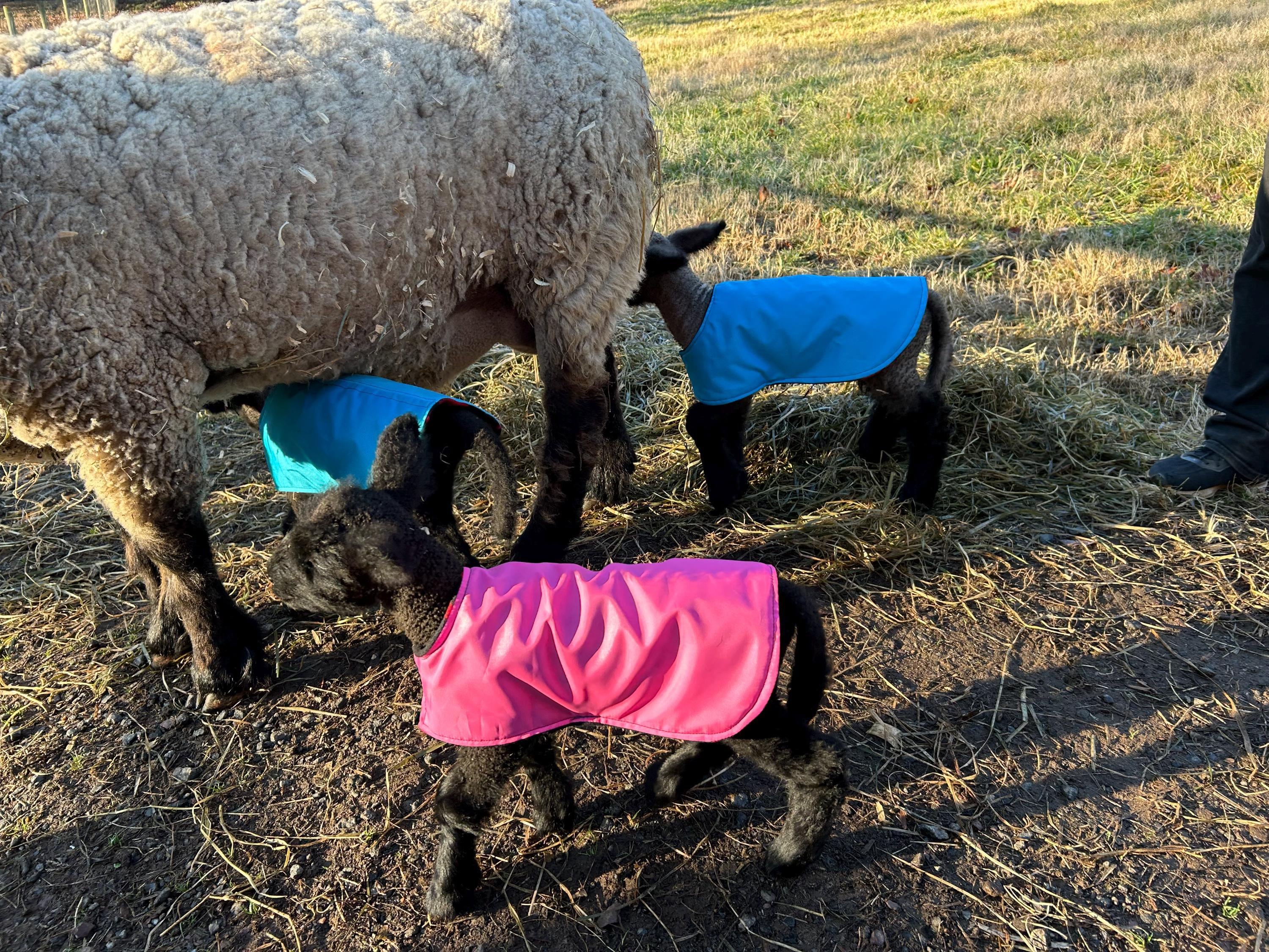 Waterproof Fleece-lined Lamb Coat: Warm, Dry Newborn Livestock