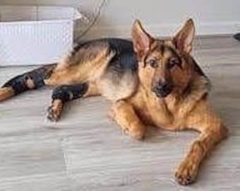 Dog Hock  Protector: Hygroma & Callus, Lick Prevention.