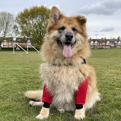 dog elbow protection pads