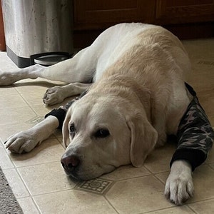 Dog Elbow Protection, Padded trousers/pants. For Callus/Hygroma/Arthritis/Pressure Sores/ Recommended by Vets.
