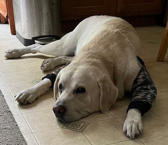 Protection des coudes pour chien, pantalon/pantalon rembourré