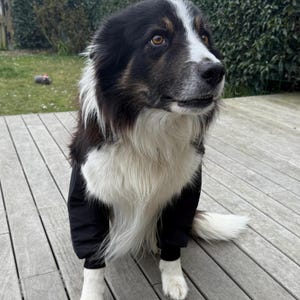 Hunde-Ellbogenschutz, Hunde-Ellbogen-Hygroma Vorbeugung und Behandlung, Hornhauterweichung und verbesserte Bewegung