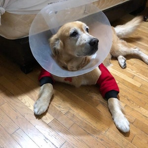 Elleboogbescherming hond, helpt bij eelt, verwondingen, hygroma&#39;s, op maat gemaakt met vulling
