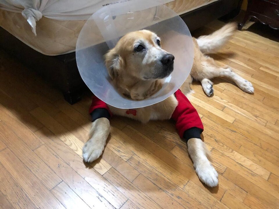Elbow Pad for Dogs Etsy Canada