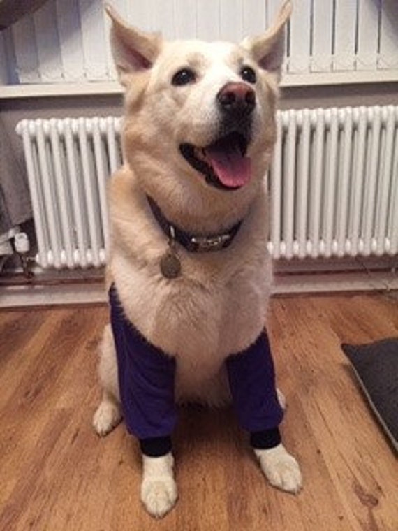 diy dog elbow protector