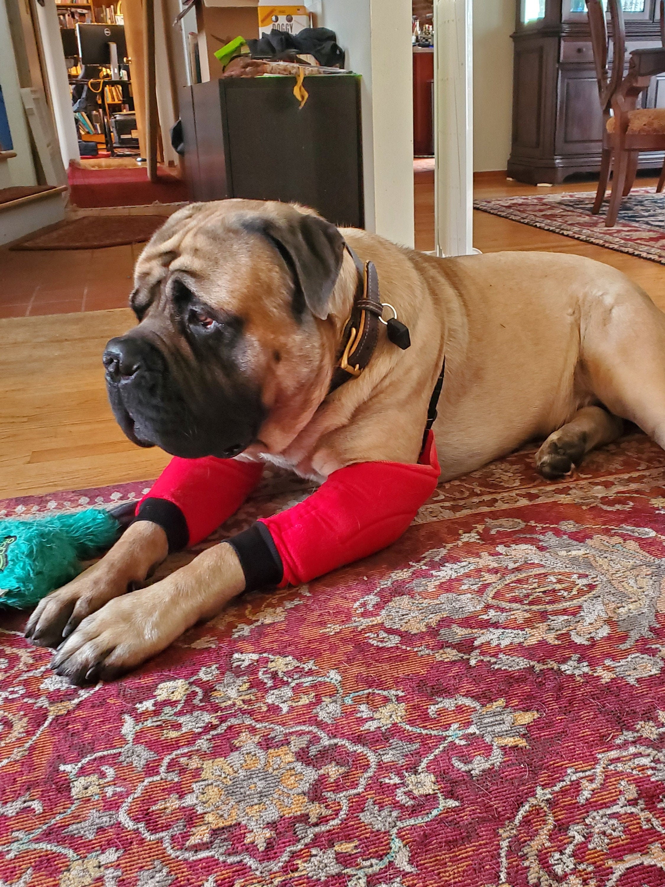 Dog Elbow Protectors Padded for Calluses Hygroma Dog Elbow Etsy Australia