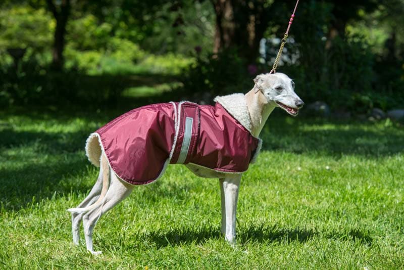 Whippet Waterproof Dog Coat in Any Colour in Sizes 19 to Etsy UK