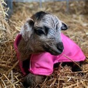 Waterproof Fleece-lined Lamb Coat: Warm, Dry Newborn Livestock