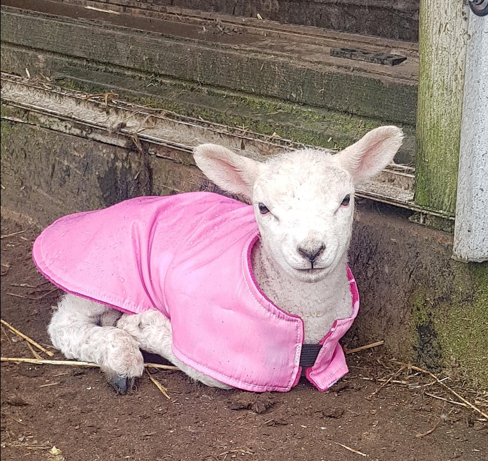 Waterproof Fleece-lined Lamb Coat: Warm, Dry Newborn Livestock
