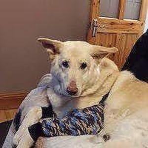 K&ouml;nnte beinhalten: Ein gro&szlig;er, cremefarbener Hund mit spitzen Ohren und einer rosafarbenen Nase. Der Hund tr&auml;gt ein lang&auml;rmeliges Kleidungsst&uuml;ck mit einem blau-schwarz-beigen Tarnmuster und einfarbigen schwarzen B&uuml;ndchen an den &Auml;rmeln, das Vorderbeine und Brust bedeckt.