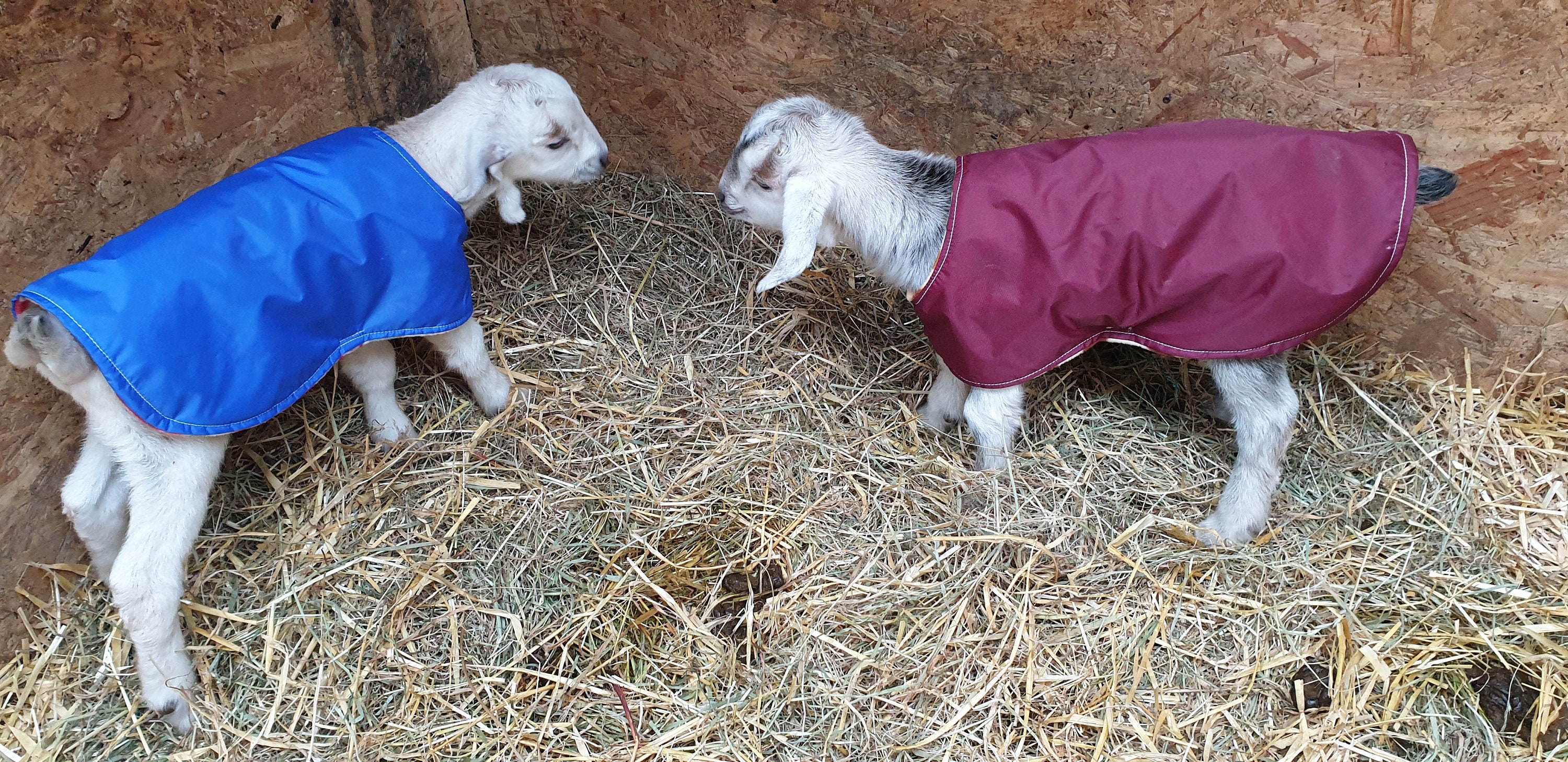 New Born Lamb Coat Waterproof Heat Lamp Alternative Set of 2