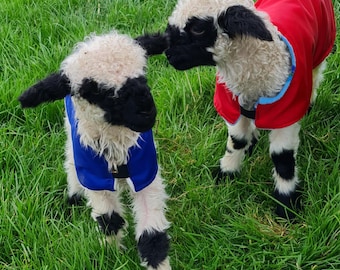 Casaco impermeável com forro de lã para cordeiros: Mantenha seu cordeiro recém-nascido aquecido e seco. Alternativa à lâmpada de aquecimento. Todos os tamanhos e cores.
